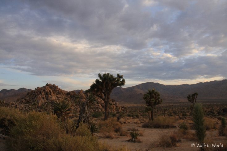 Joshua Tree National Park: come visitarlo in un giorno