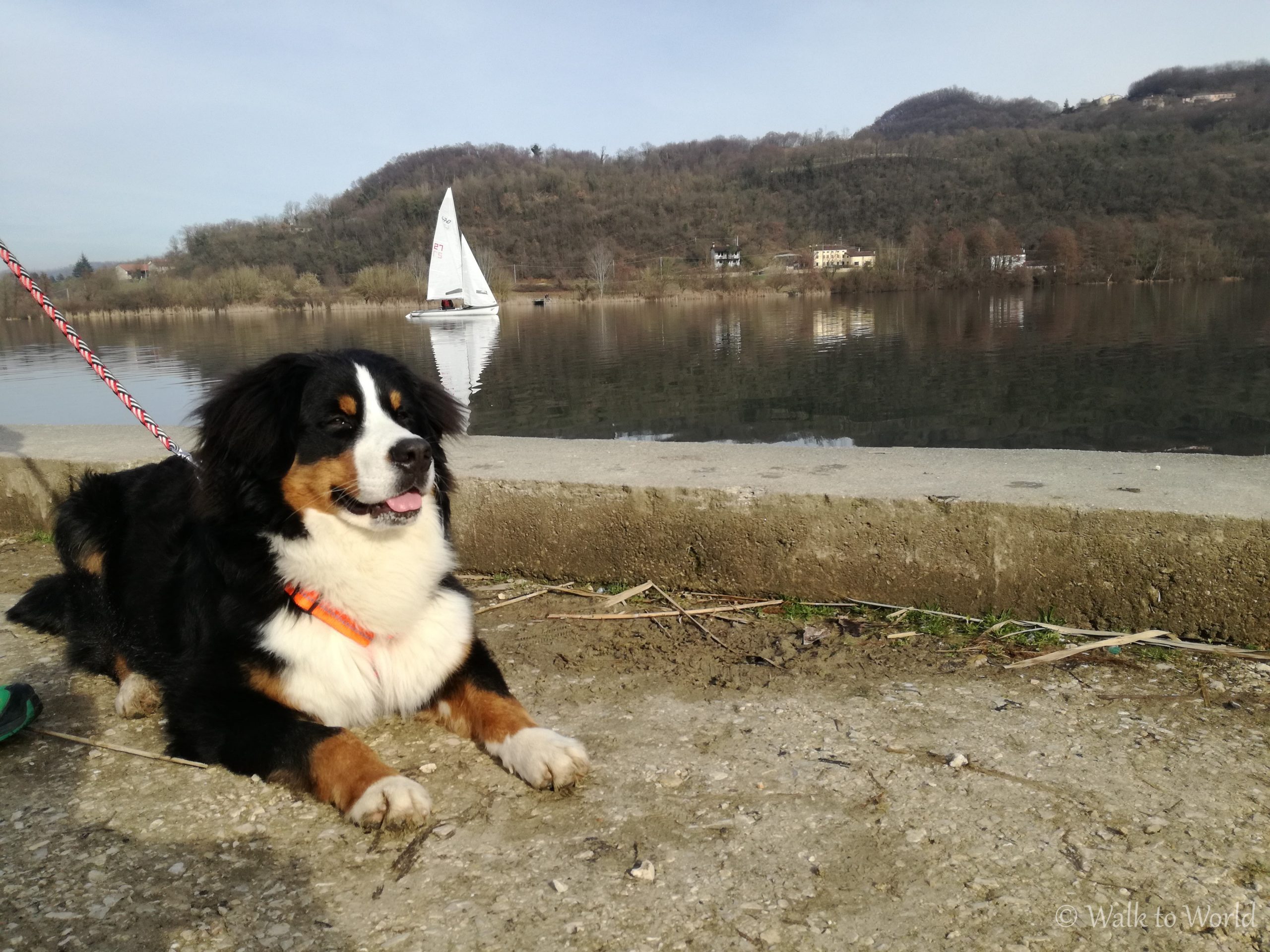 Passeggiata con il cane al lago di Fimon