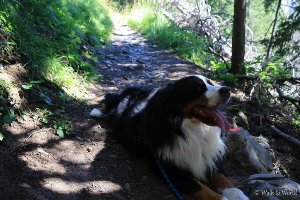 Monte Rite con il cane