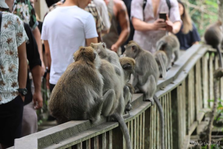 La Monkey Forest di Ubud: informazioni e consigli