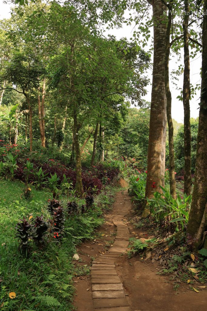 Bali nord foresta pluviale