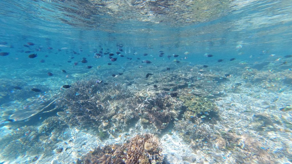 Indonesia Barrier Reef