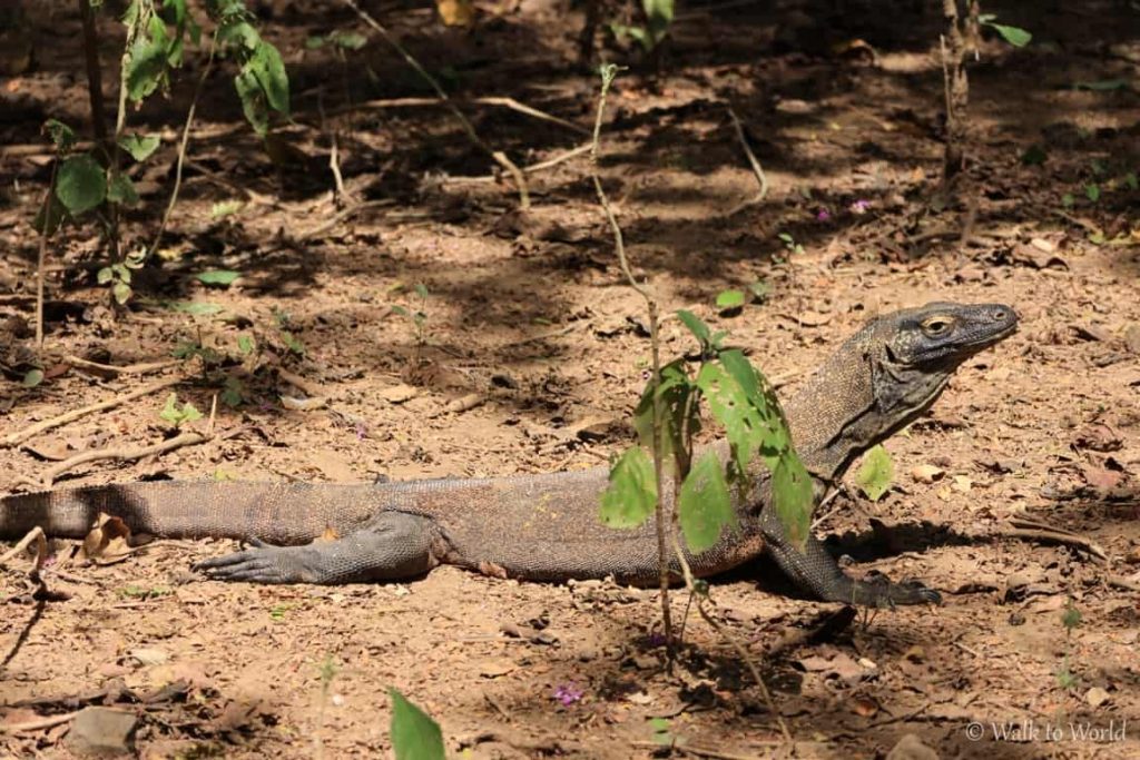 Drago di Komodo