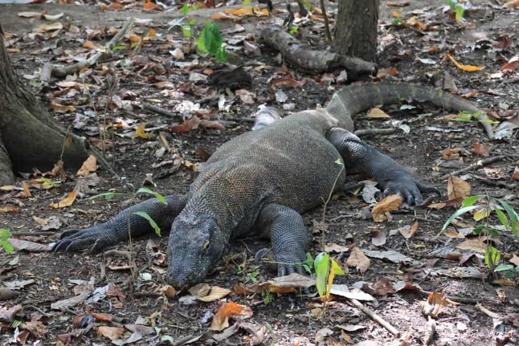 Komodo varano femmina