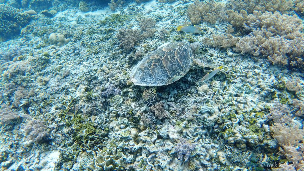 Snorkeling isole Gili