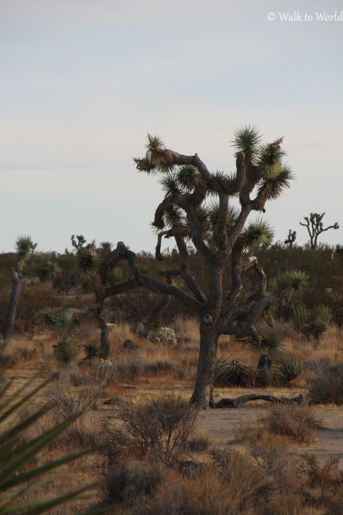 Joshua Tree