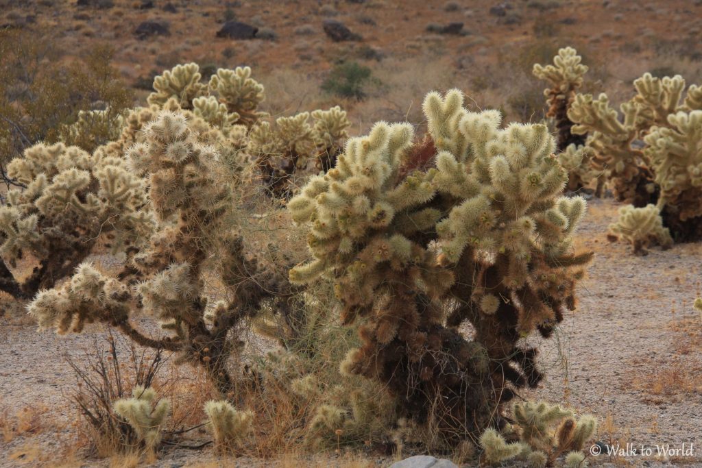 Cholla Cactus Joshua Tree