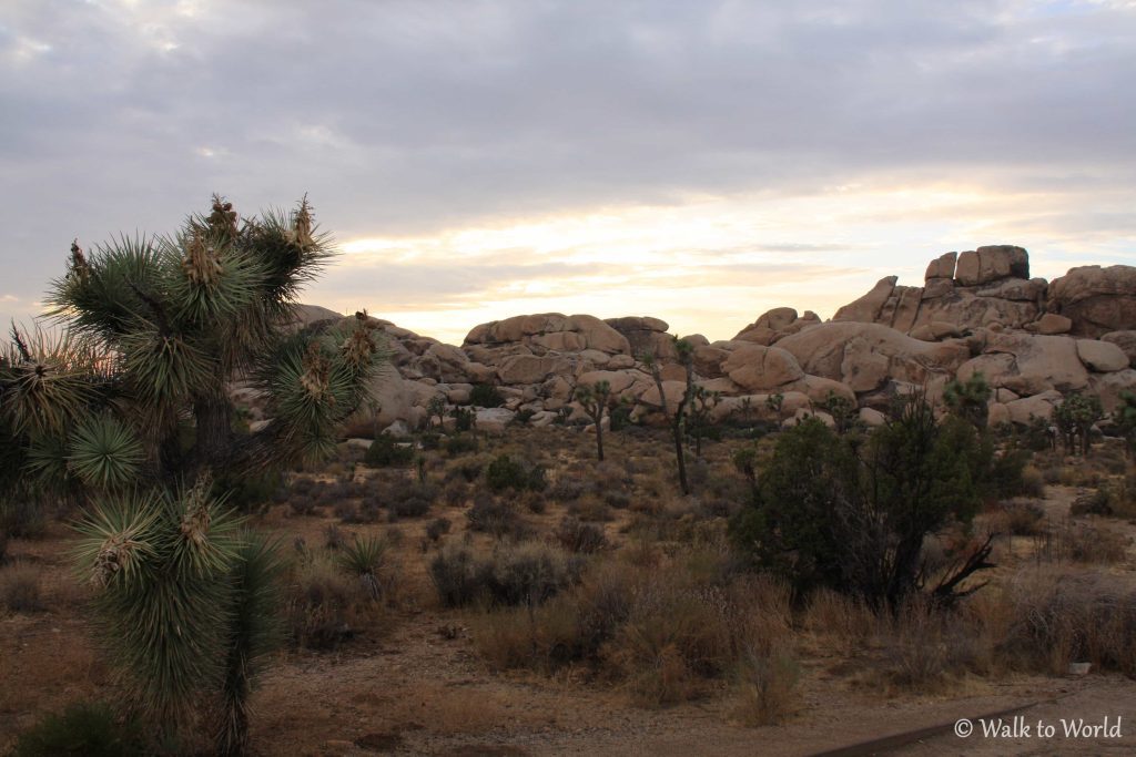 Joshua Tree National Park