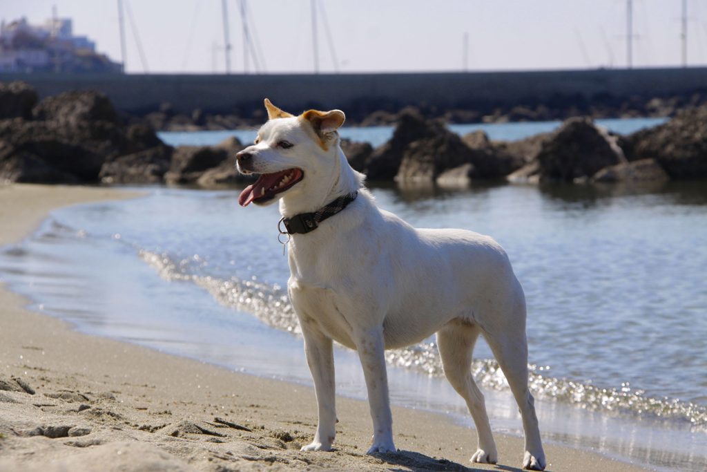 Vacanza a Ischia con il proprio animale da compagnia 