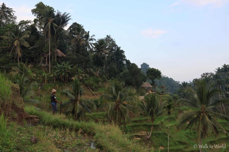 Tegallalang: visita alle risaie terrazzate più belle di Bali