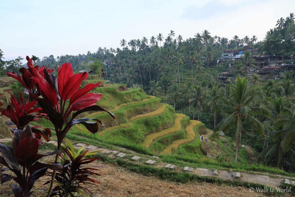 Tegallalang Rice Terrace