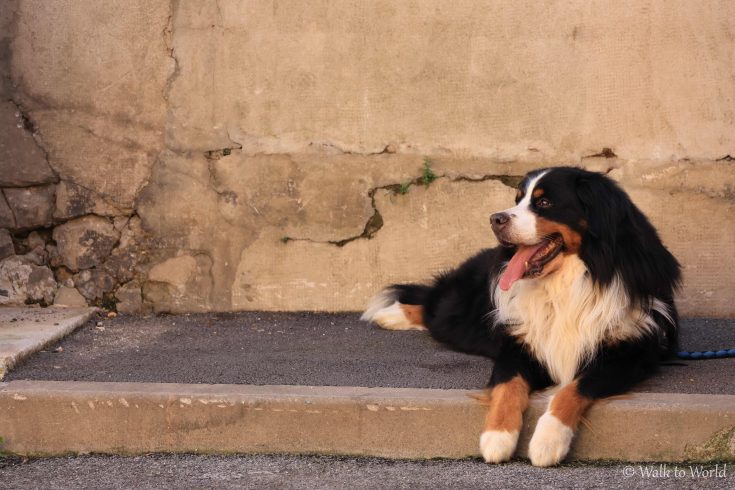 Viaggiare in Francia con il cane: informazioni utili e consigli!