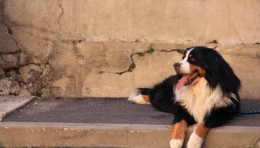 Viaggiare in Francia con il cane: informazioni utili e consigli!