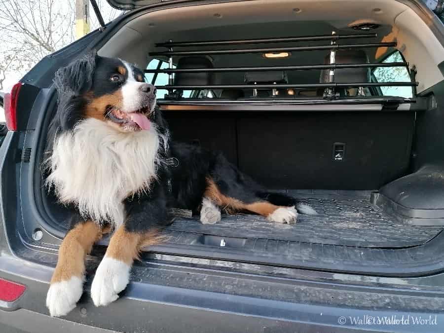 Come organizzare un viaggio con il cane