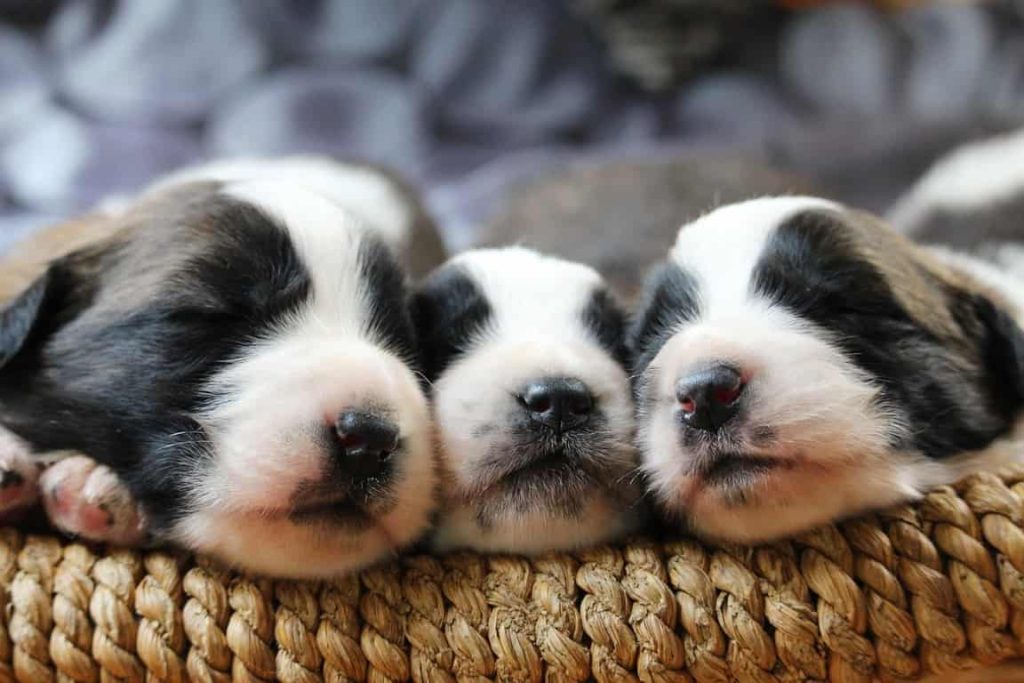 Cuccioli sotto i 3 mesi non entrano in Francia