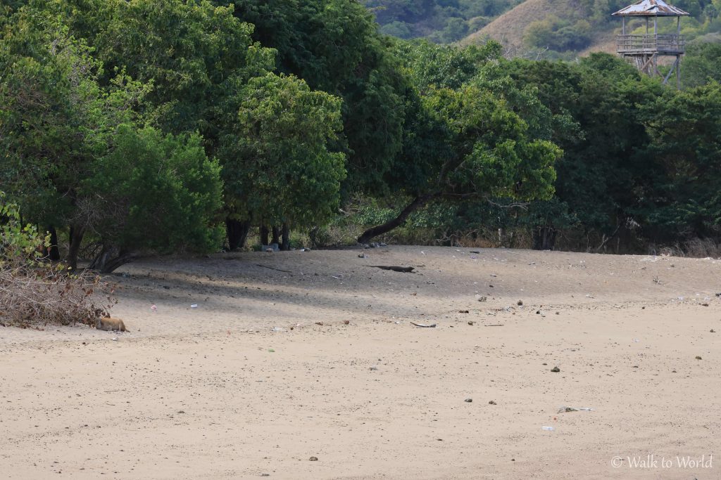 Varano di Komodo sulla spiaggia