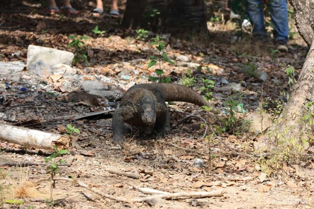 L'Isola di Komodo: come visitare l'isola dei Draghi