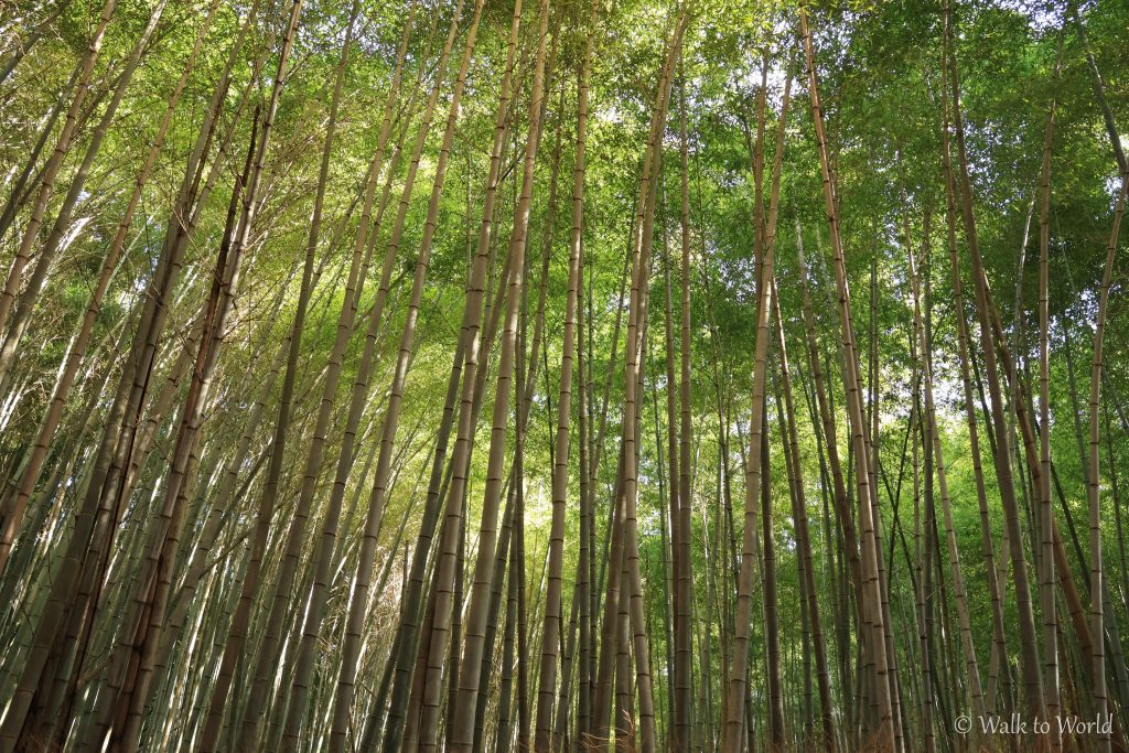 Arashiyama Bamboo Forest