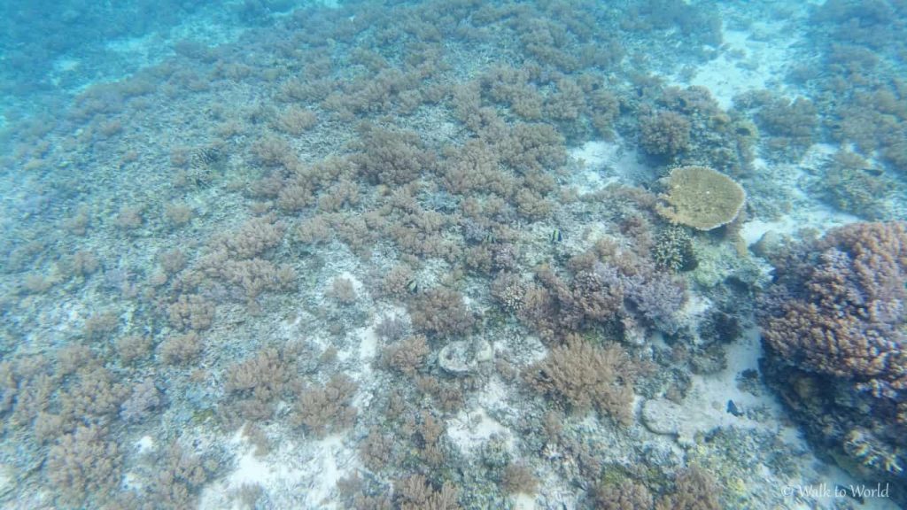 Snorkeling emozionante da Gili Trawangan