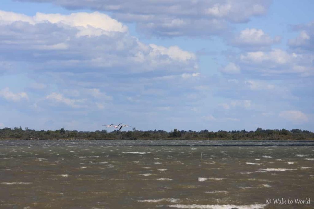 Étang de Vaccarès Camargue