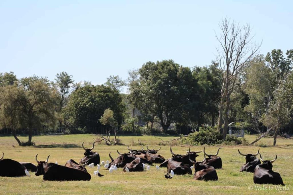 Tori neri della Camargue