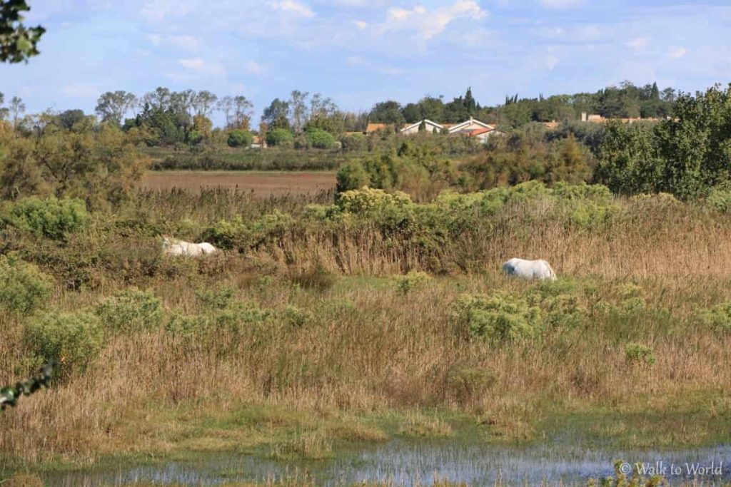 Camargue: cosa vedere e itinerario da seguire 