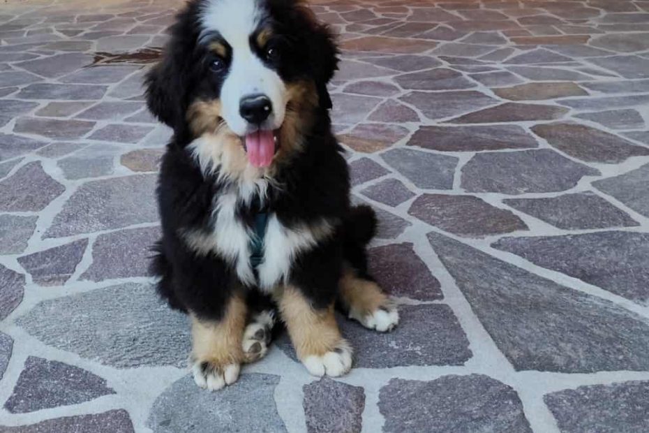 Le prime settimane con un cucciolo in casa