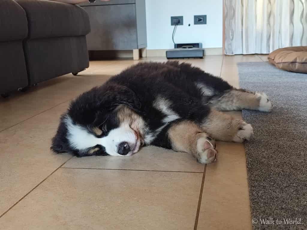 Cucciolo in arrivo: come preparare casa per accoglierlo