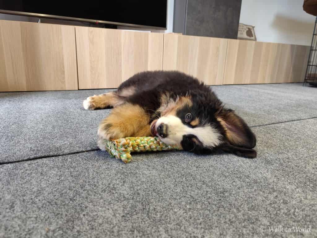 Mambo bovaro del bernese