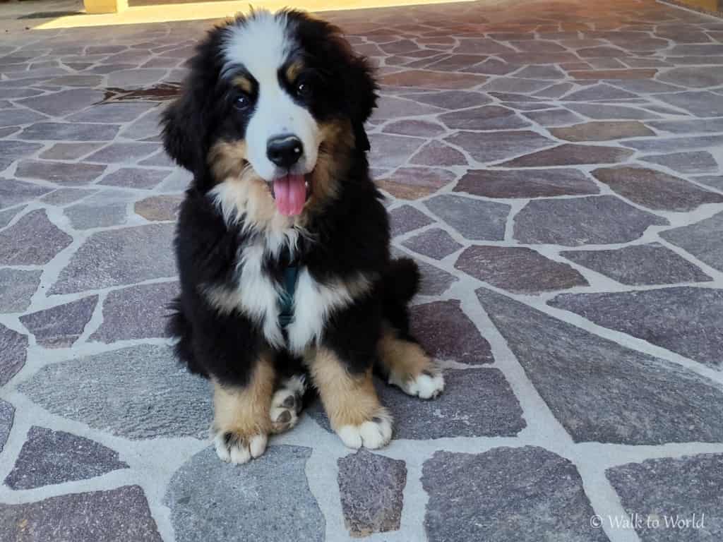 Le prime settimane con un cucciolo in casa