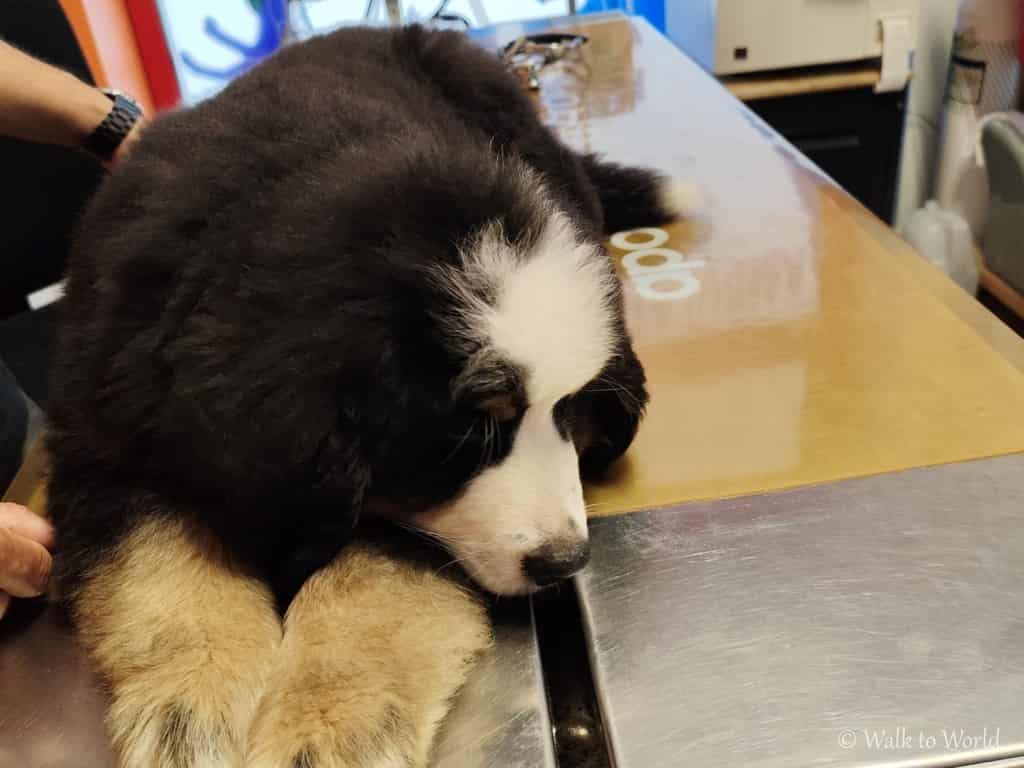 Cucciolo dal veterinario