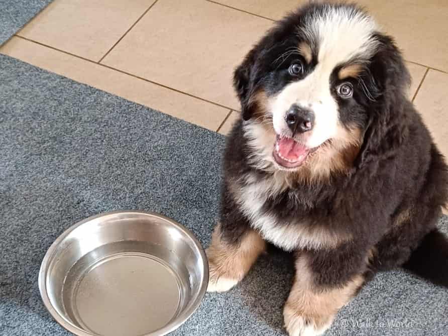 Cucciolo di Bovaro del Bernese