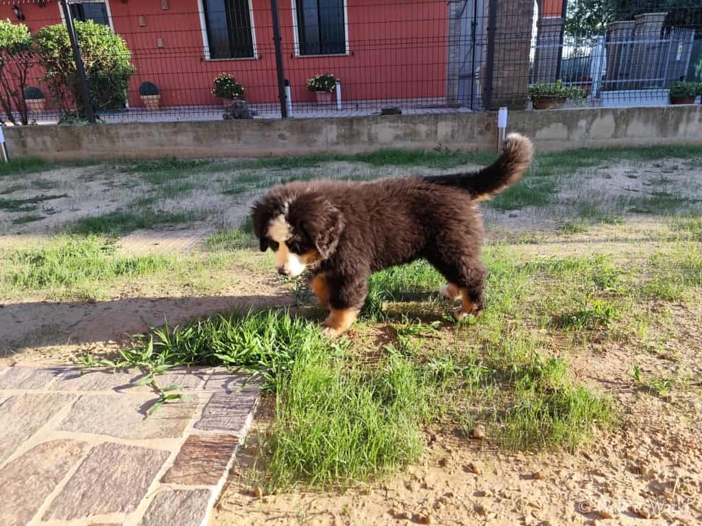 Le prime settimane con un cucciolo in casa