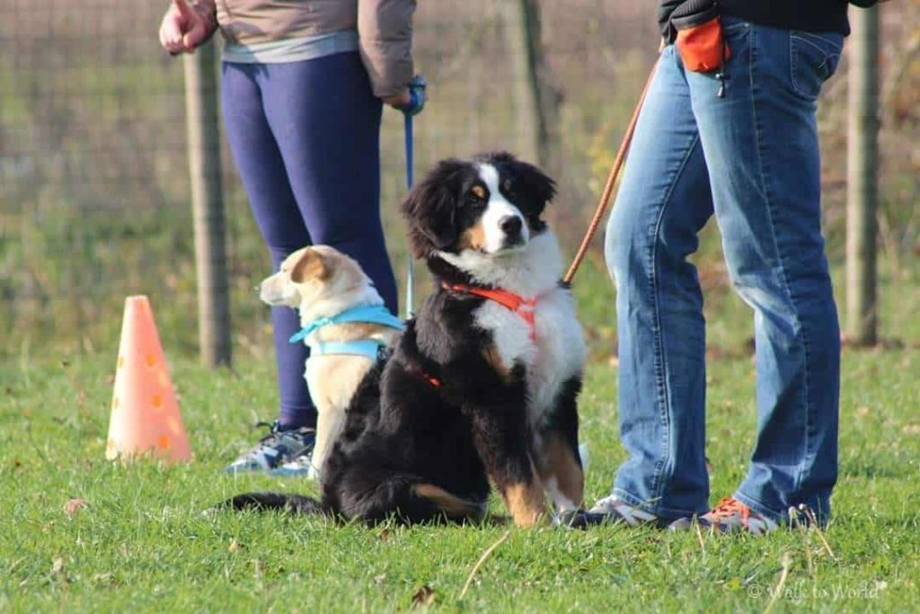 Cani e fuochi d'artificio come gestire la loro paura