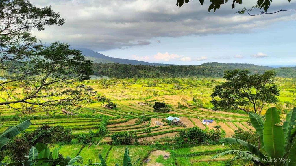 Bali risaie di Sideman