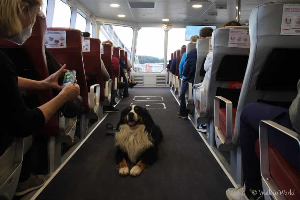 Crociera sul Danubio cani ammessi