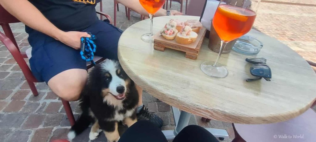 Da cucciolo a cane viaggiatore: educazione "dolce"