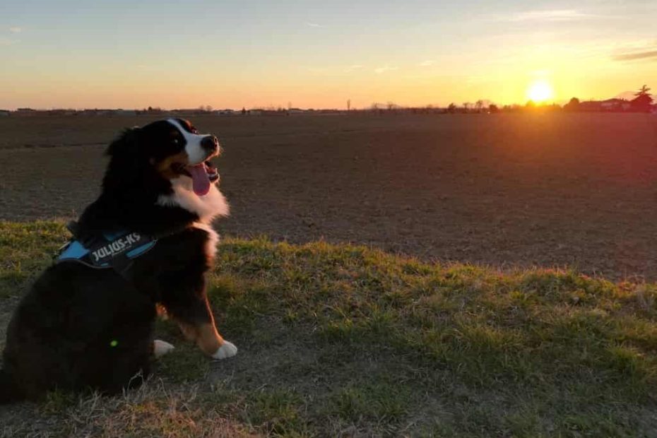 Da cucciolo a cane viaggiatore: educazione "dolce"