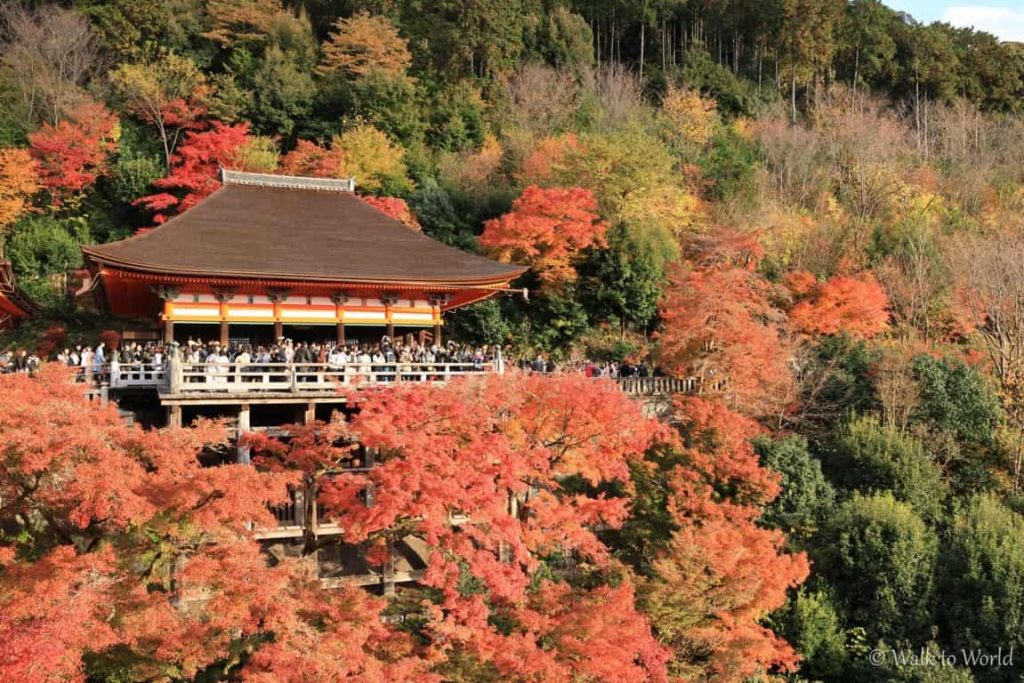 Kyoto momiji 