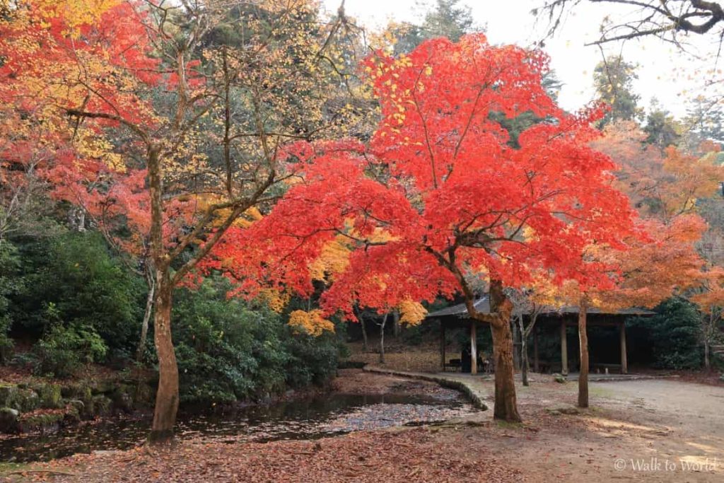 Cosa vedere a Miyajima in un giorno