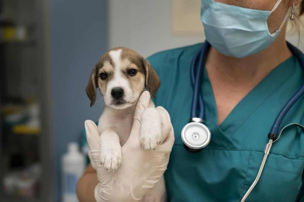 Cane dal veterinario