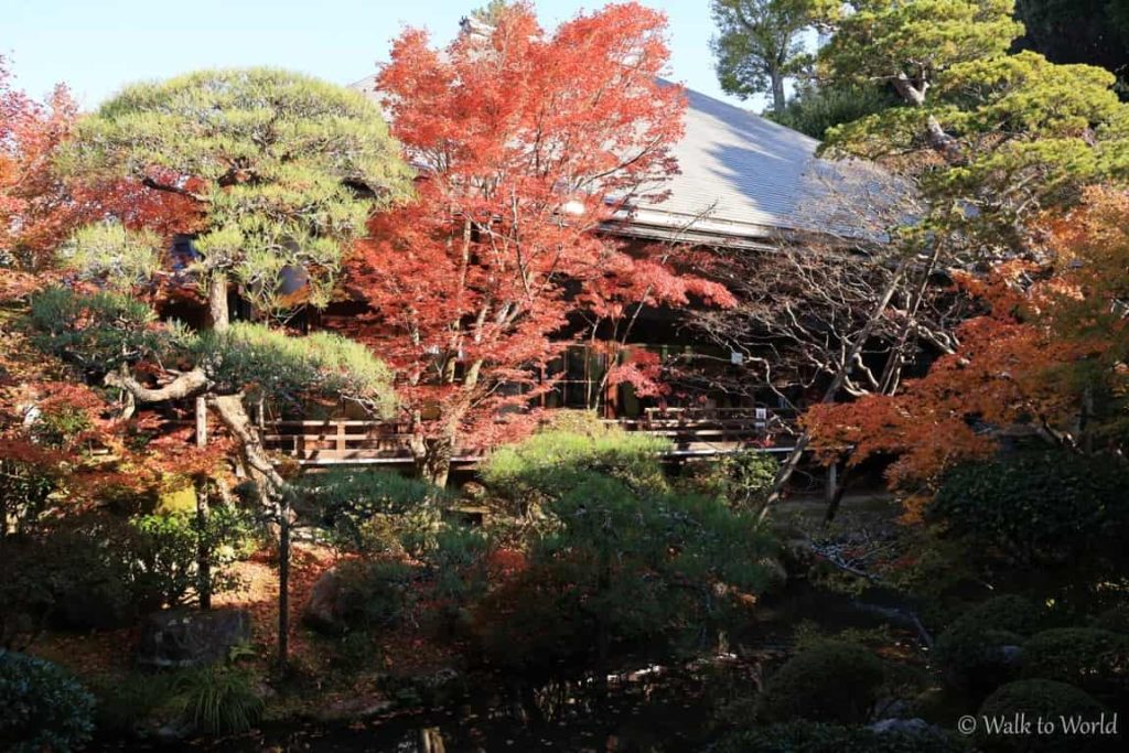 Momiji a Kyoto