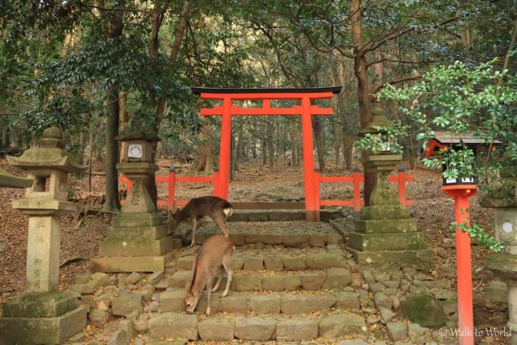 Nara e i suoi cervi: cosa vedere in un giorno