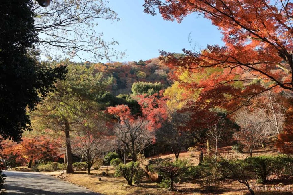 Arashiyama: visitare la Foresta di Bambù e non solo