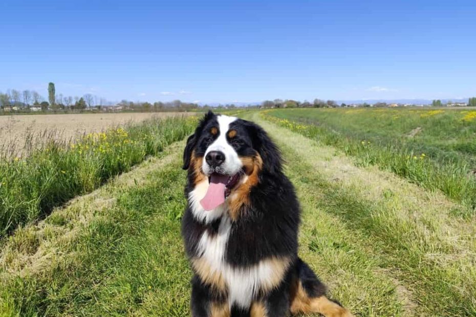 Cucciolo gigante: cosa fare e non fare per il suo benessere