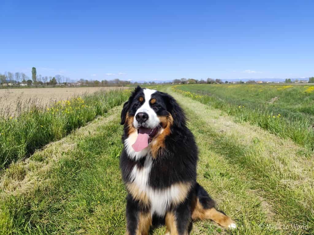 Cucciolo gigante: cosa fare e non fare per il suo benessere
