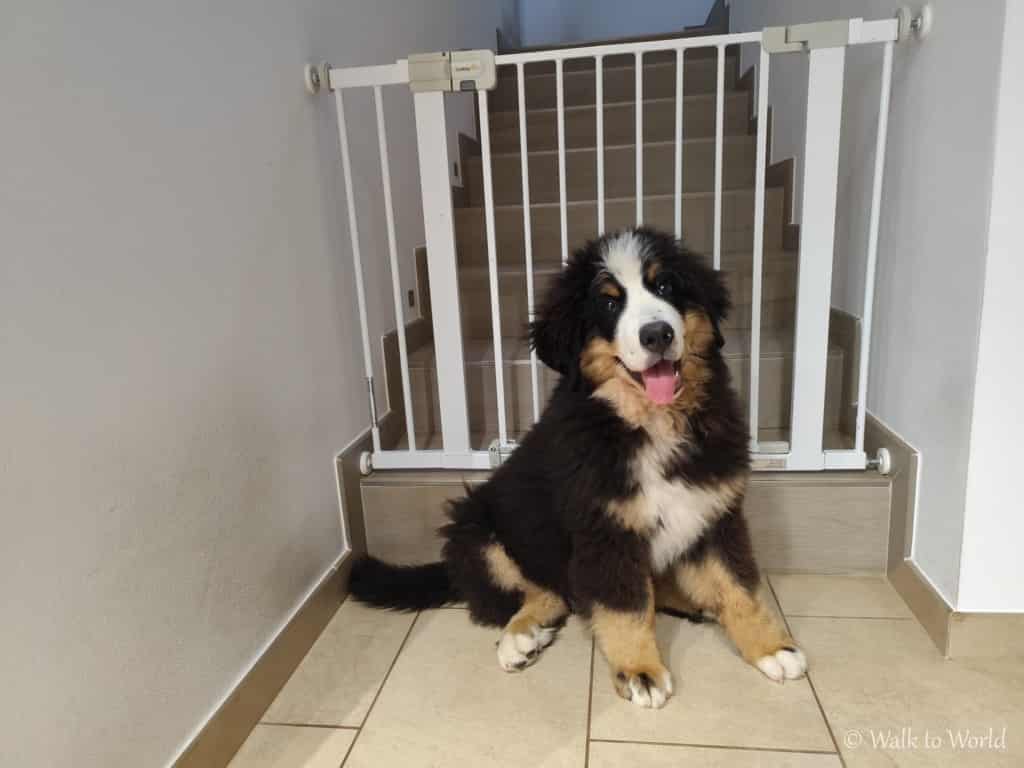 Cucciolo gigante: cosa fare e non fare per il suo benessere 