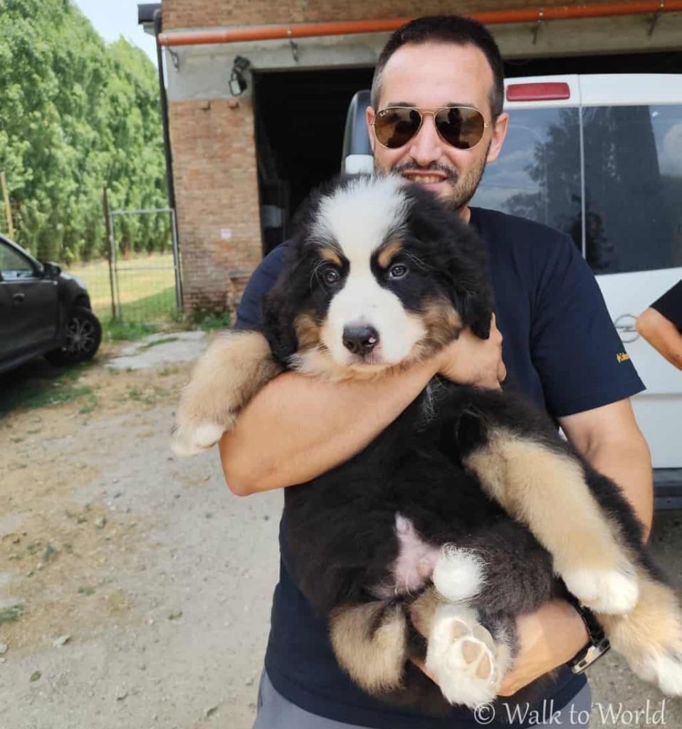 Cucciolo gigante entra in famiglia