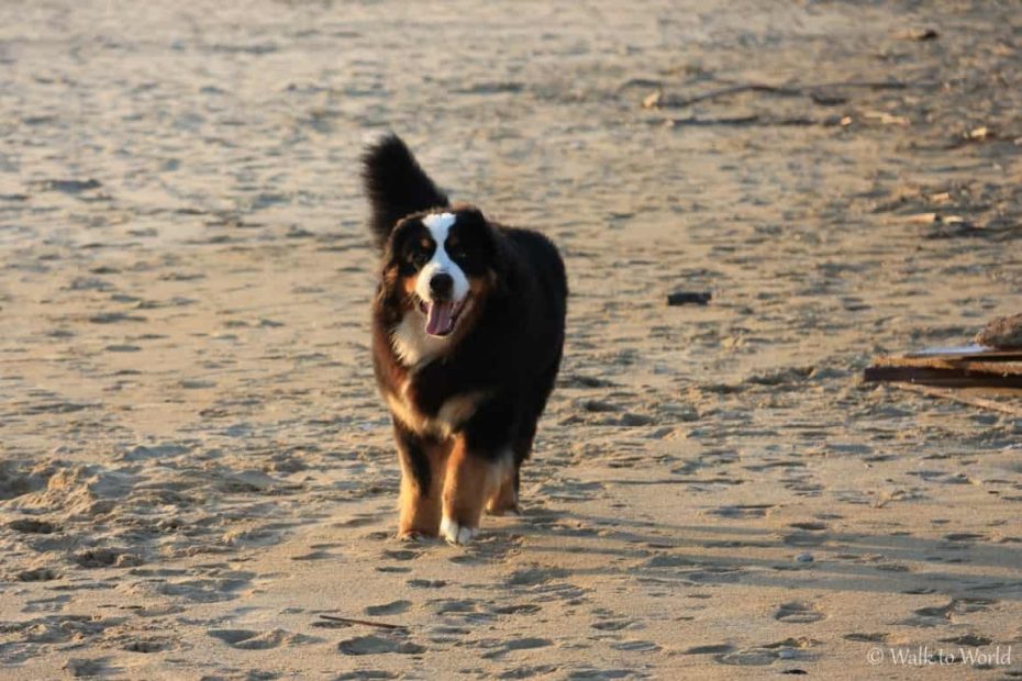 I pericoli estivi per il cane come proteggerlo