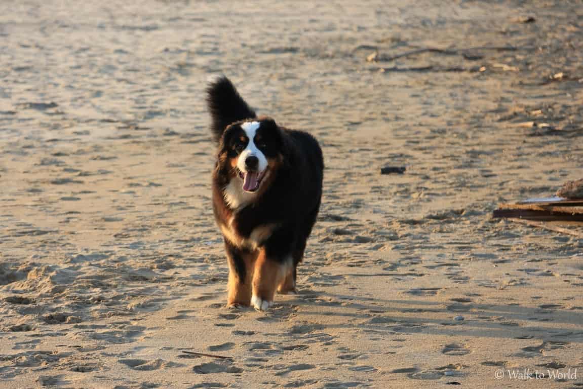 I pericoli estivi per il cane come proteggerlo